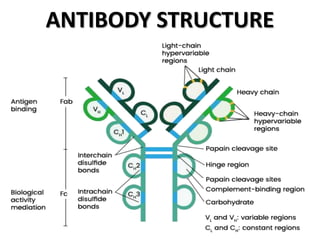 ANTIBODY DEFINITION STRUCTURE TYPES FORMS FUNCTIONS visual data 3
