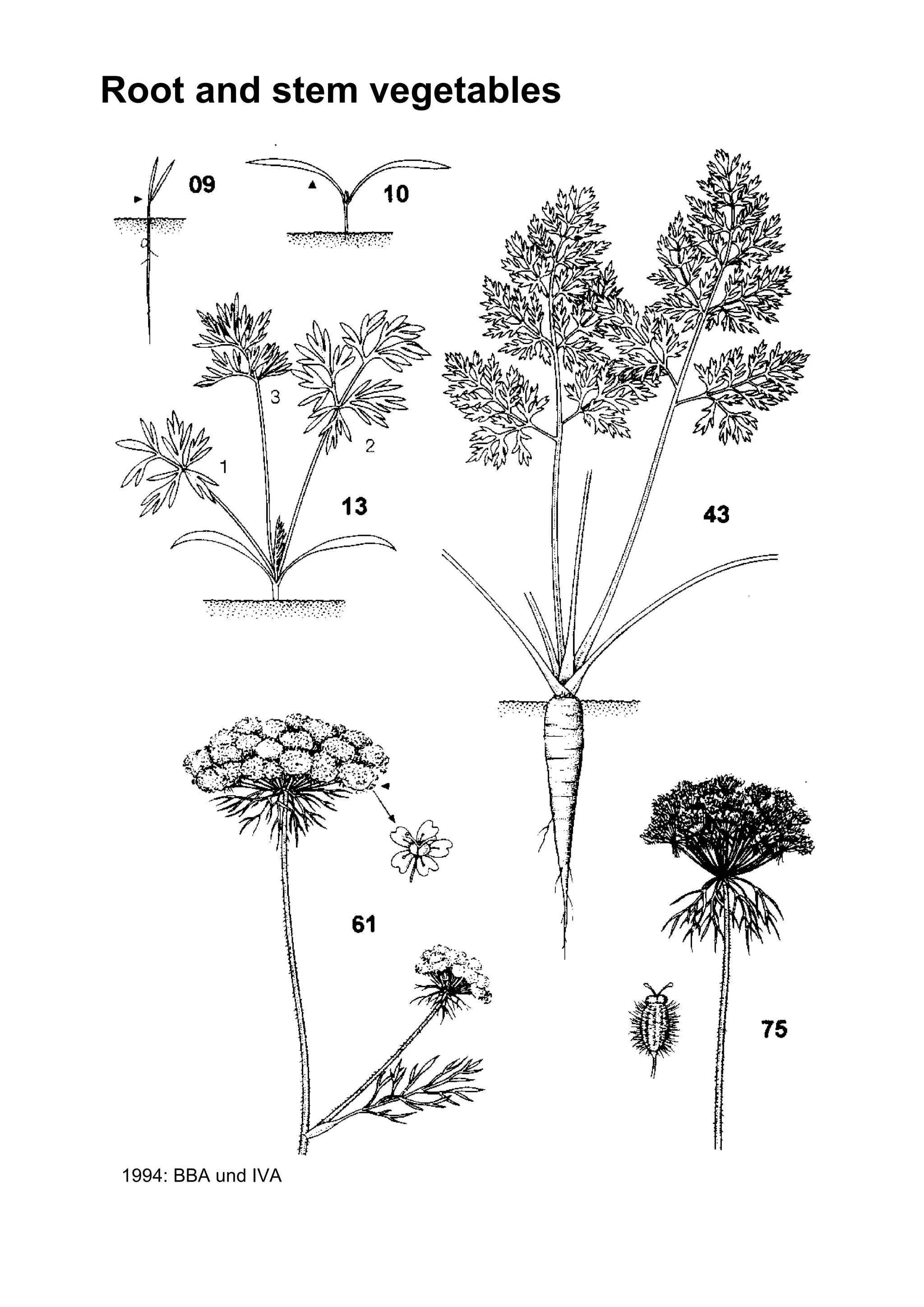 Root and stem vegetables
© 1994: BBA und IVA
 