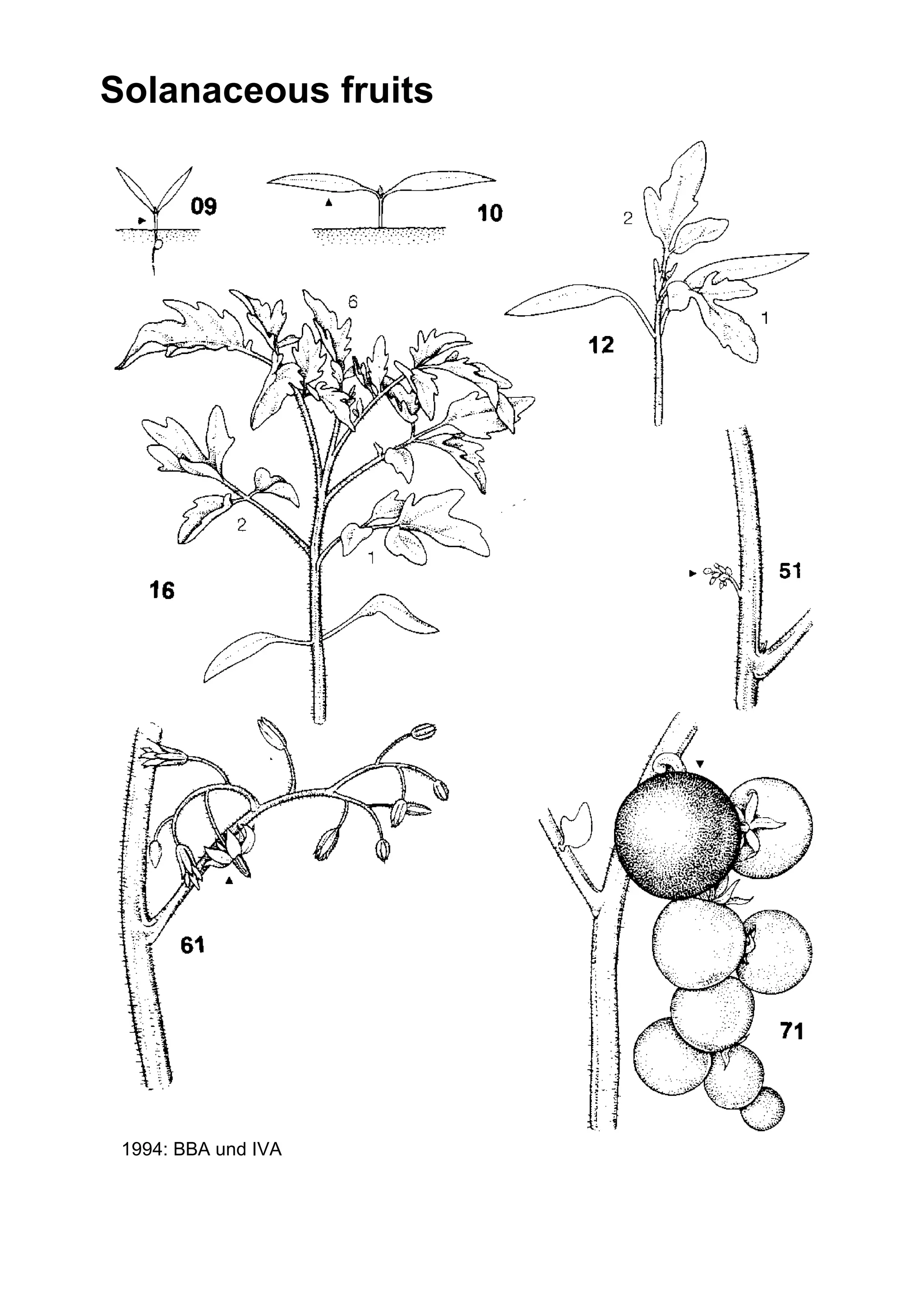 Solanaceous fruits
© 1994: BBA und IVA
 