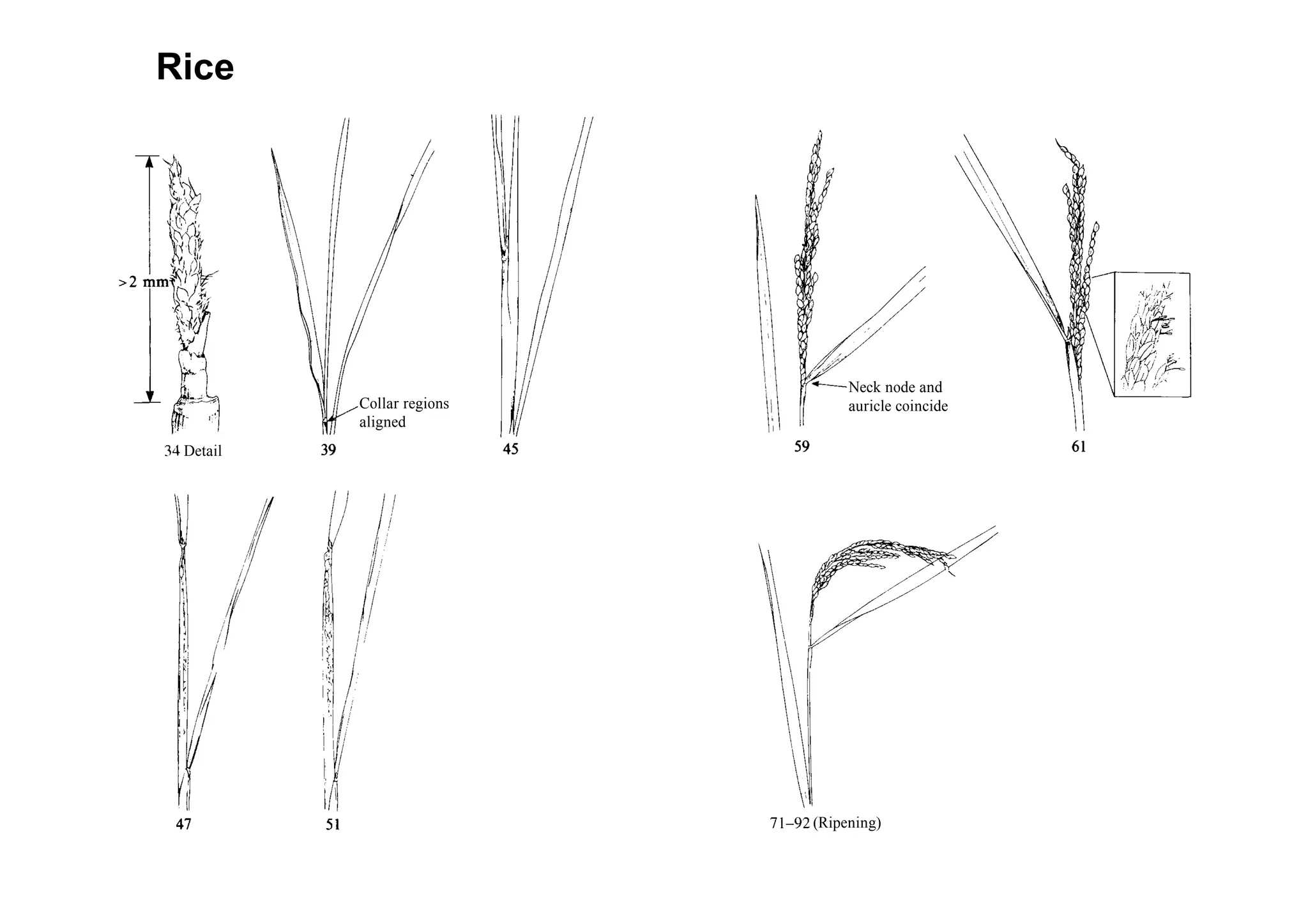 Rice
Collar regions
aligned
Detail
Neck node and
auricle coincide
(Ripening)
 