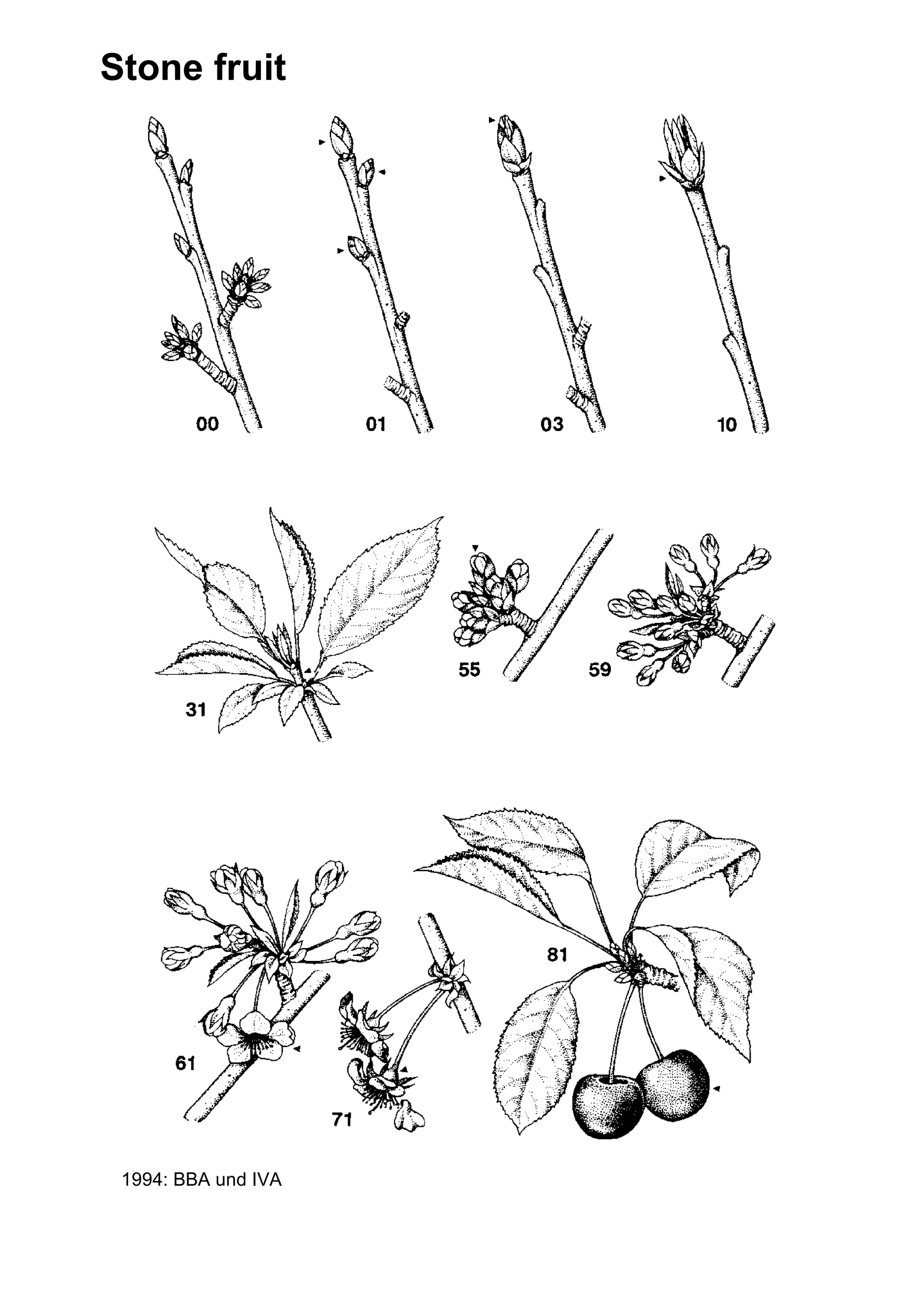 Stone fruit
© 1994: BBA und IVA
 