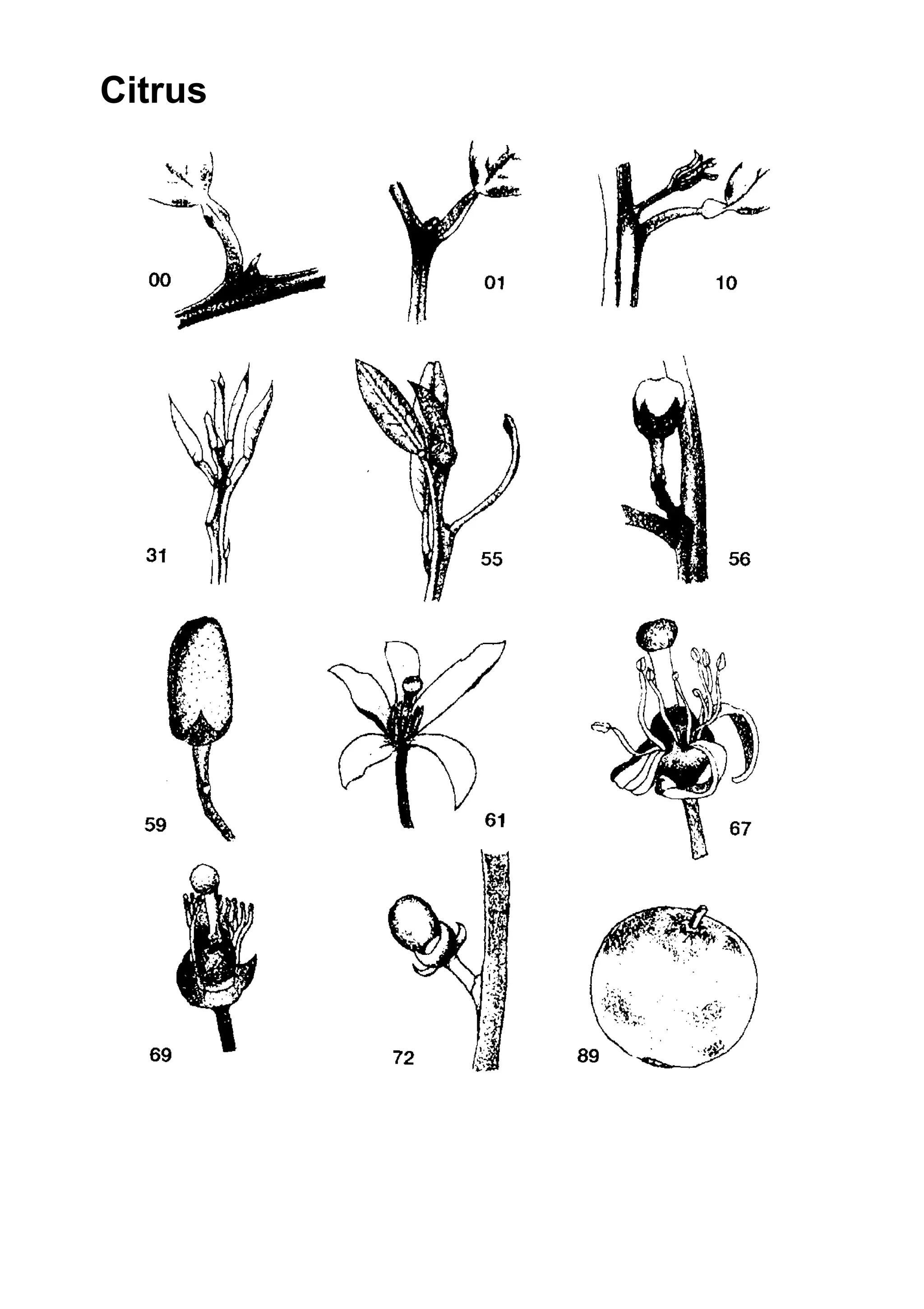 Citrus
 