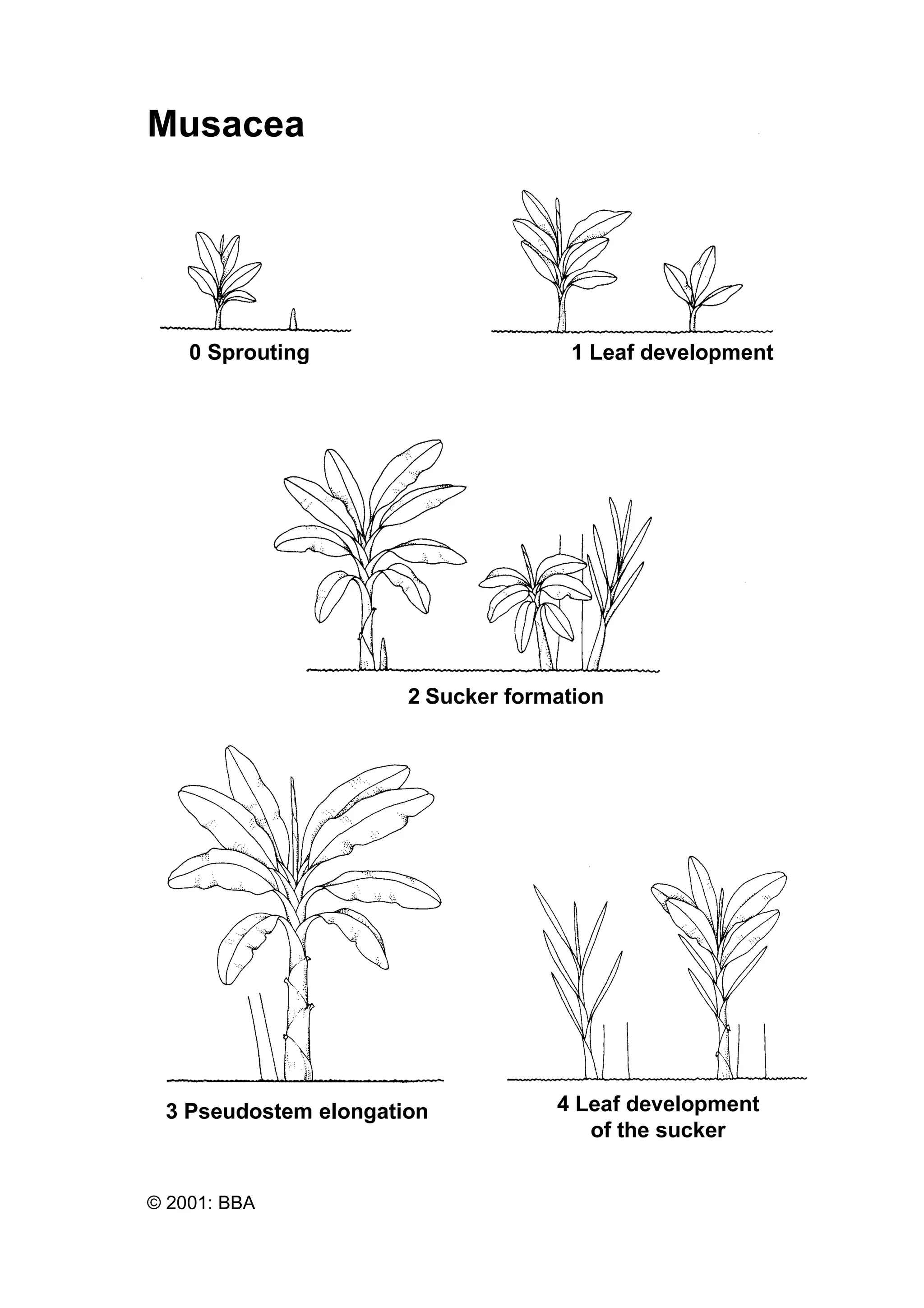 0 Sprouting 1 Leaf development
2 Sucker formation
3 Pseudostem elongation 4 Leaf development
of the sucker
Musacea
© 2001: BBA
 