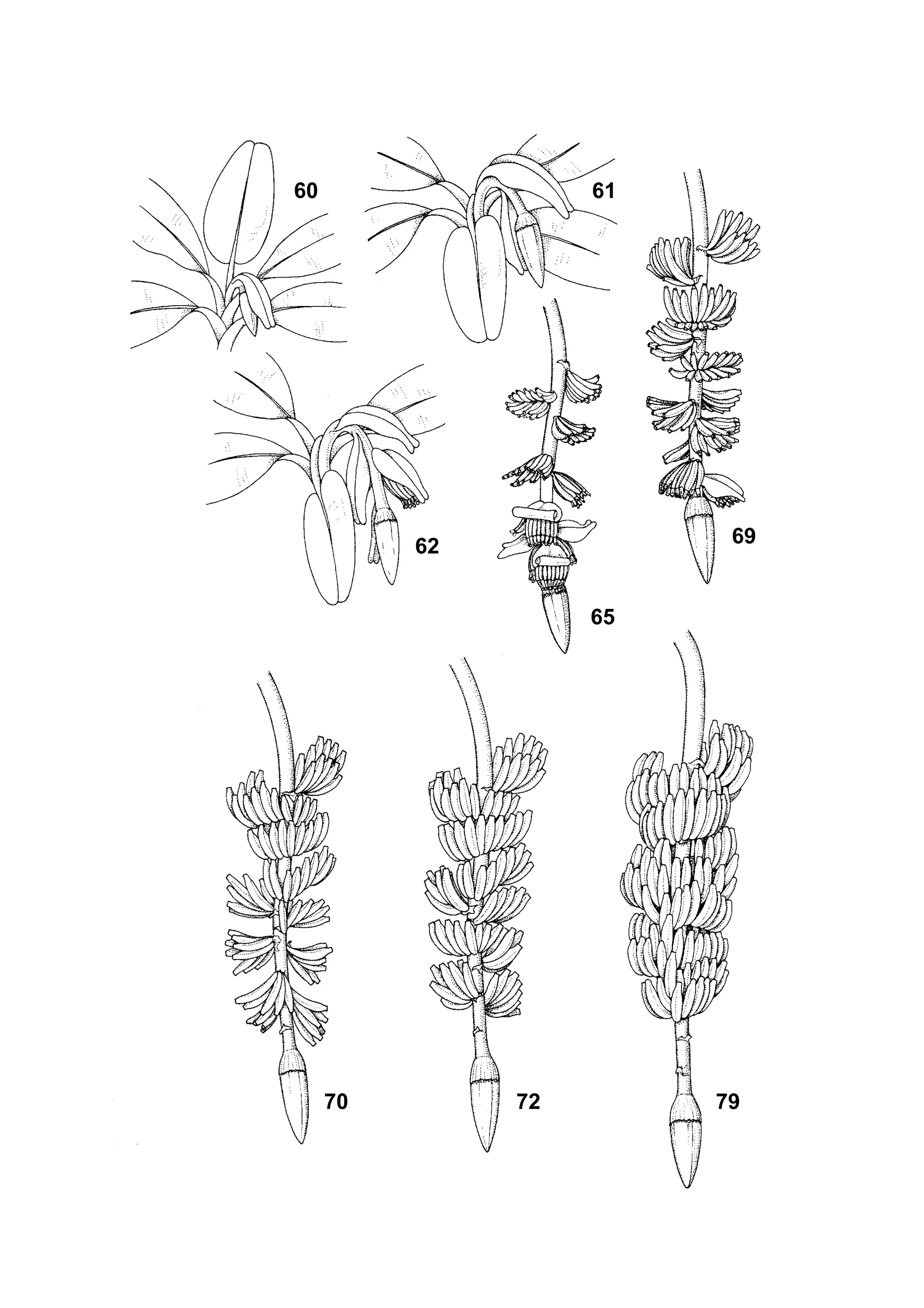 60
62
65
69
61
70 72 79
 