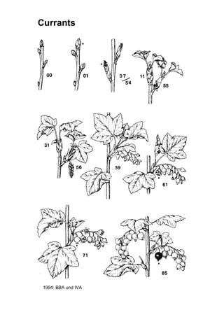 BBCH | PDF