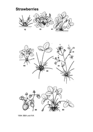 Bbch Rasberry BBCH | PDF