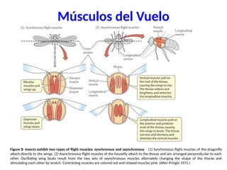 Clase del tórax de los insectos de importancia agrícola | PPTX