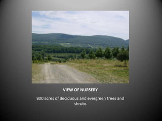 VIEW OF NURSERY
800 acres of deciduous and evergreen trees and
                    shrubs
 