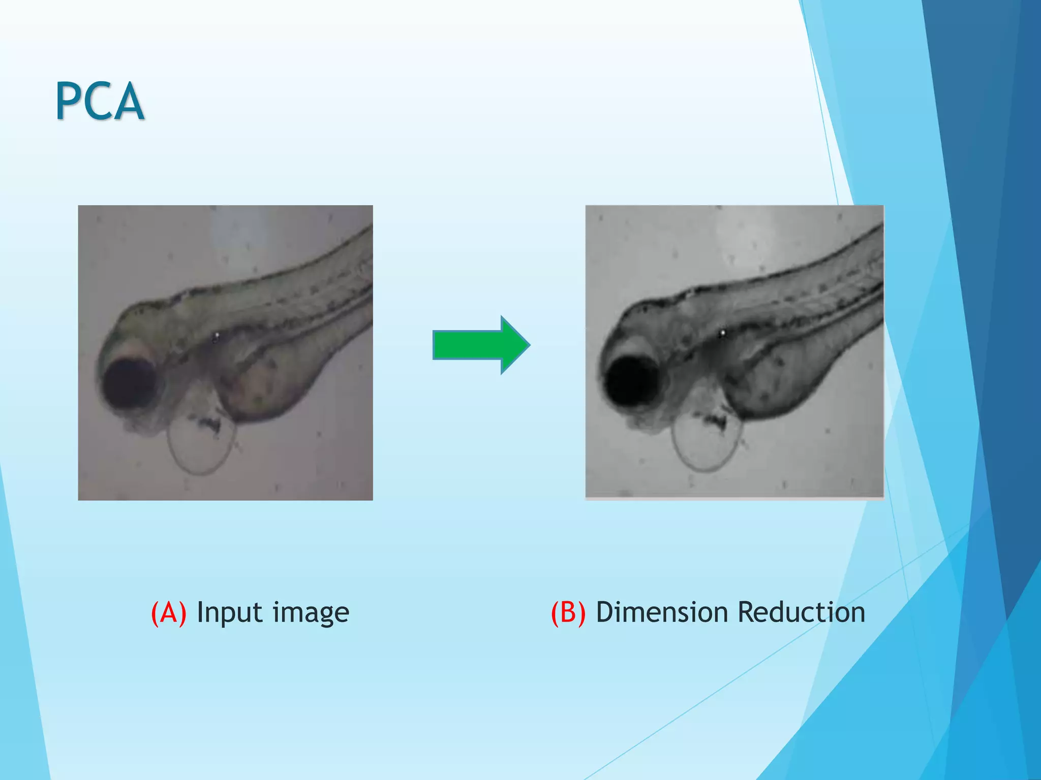 (A) Input image (B) Dimension Reduction
PCA
 