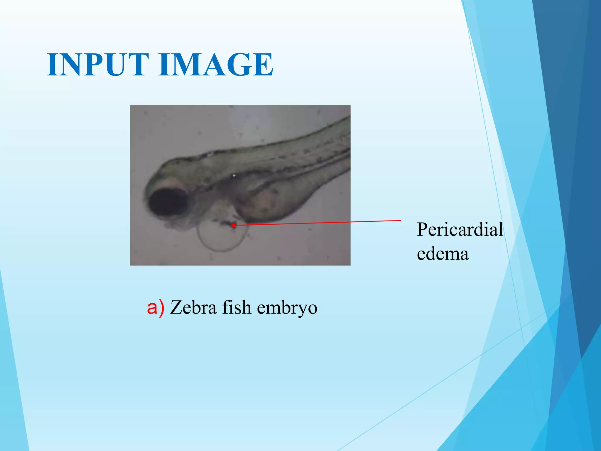 INPUT IMAGE
a) Zebra fish embryo
Pericardial
edema
 