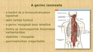 A gerinc izomzata
• a haránt és a tövisnyúlványokon
tapadnak
• aktív tartási funkció
• a gerinc mozgását teszi lehetővé
• fontos az izomcsoportok folyamatos
karbantartása
• stabilitás - mozgatás
• gyermekkorban megerősítés
 