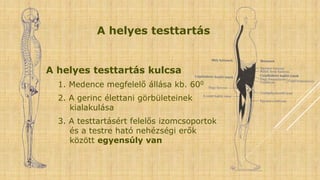 A helyes testtartás
A helyes testtartás kulcsa
1. Medence megfelelő állása kb. 600
2. A gerinc élettani görbületeinek
kialakulása
3. A testtartásért felelős izomcsoportok
és a testre ható nehézségi erők
között egyensúly van
 