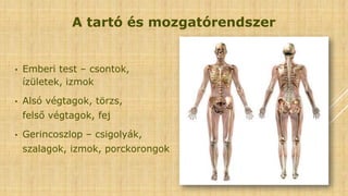 A tartó és mozgatórendszer
• Emberi test – csontok,
ízületek, izmok
• Alsó végtagok, törzs,
felső végtagok, fej
• Gerincoszlop – csigolyák,
szalagok, izmok, porckorongok
 
