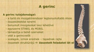 A gerinc
A gerinc tulajdonságai:
- a tartó és mozgatórendszer legbonyolultabb része
- összeköttetést teremt
- bonyolult mozgásokat tesz lehetővé
- egyszerre STABIL és MOBIL
- támasztja a belső szerveket
- védi a gerincvelőt
- szalagok, izmok erednek – tapadnak rajta
- összetett struktúrájú  összetett feladatot lát el
 