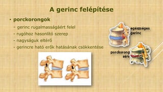 A gerinc felépítése
• porckorongok
- gerinc rugalmasságáért felel
- rugóhoz hasonlító szerep
- nagyságuk eltérő
- gerincre ható erők hatásának csökkentése
 