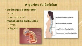 • elsődleges görbületek
- háti
- keresztcsonti
• másodlagos görbületek
- nyaki
- ágyéki
A gerinc felépítése
 