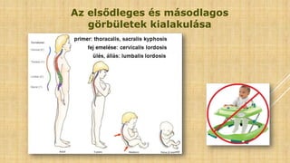 Az elsődleges és másodlagos
görbületek kialakulása
 