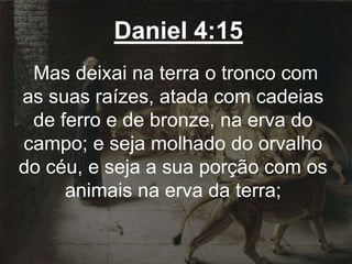 Daniel 4:15
Mas deixai na terra o tronco com
as suas raízes, atada com cadeias
de ferro e de bronze, na erva do
campo; e seja molhado do orvalho
do céu, e seja a sua porção com os
animais na erva da terra;
 