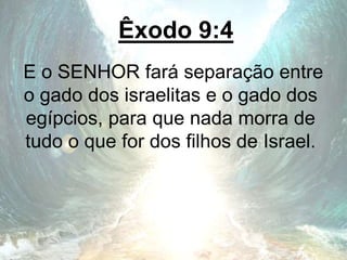 Êxodo 9:4
E o SENHOR fará separação entre
o gado dos israelitas e o gado dos
egípcios, para que nada morra de
tudo o que for dos filhos de Israel.
 