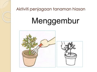 Aktiviti penjagaan tanaman hiasan 
Menggembur 
 