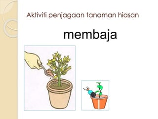 Aktiviti penjagaan tanaman hiasan 
membaja 
 