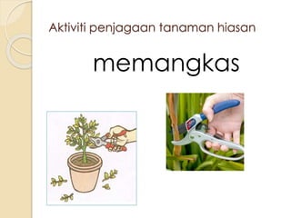 Aktiviti penjagaan tanaman hiasan 
memangkas 
