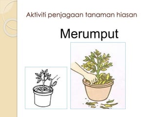 Aktiviti penjagaan tanaman hiasan 
Merumput 
 