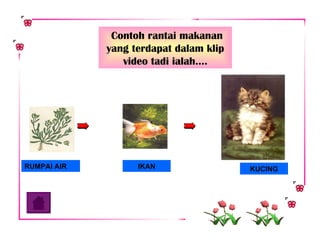 RUMPAI AIR KUCING IKAN Contoh rantai makanan yang terdapat dalam klip video tadi ialah…. 
