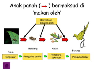 Anak panah (  ) bermaksud di ‘makan oleh’ Belalang Katak Burung Daun Bermaksud  dimakan oleh Pengeluar Pengguna primer Pengguna  sekunder Penguna tertiar 