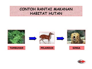 TUMBUHAN PELANDUK SINGA  CONTOH RANTAI MAKANAN HABITAT HUTAN 