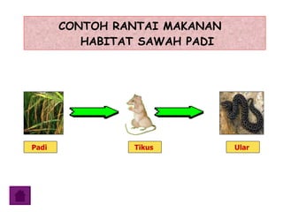 CONTOH RANTAI MAKANAN   HABITAT SAWAH PADI Padi   Tikus   Ular  