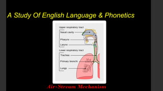 A Study Of English Language & Phonetics
Air-Stream Mechanism
 