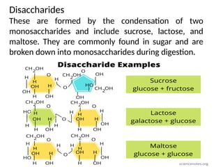 Disaccharides
These are formed by the condensation of two
monosaccharides and include sucrose, lactose, and
maltose. They are commonly found in sugar and are
broken down into monosaccharides during digestion.
 