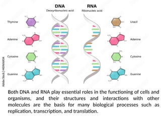 Both DNA and RNA play essential roles in the functioning of cells and
organisms, and their structures and interactions with other
molecules are the basis for many biological processes such as
replication, transcription, and translation.
 