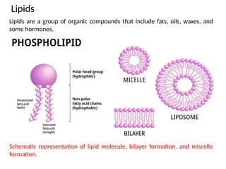 Lipids
Lipids are a group of organic compounds that include fats, oils, waxes, and
some hormones.
Schematic representation of lipid molecule, bilayer formation, and miscelle
formation.
 
