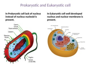Prokaryotic and Eukaryotic cell
In Prokaryotic cell lack of nucleus
instead of nucleus nucleoid is
present.
In Eukaryotic cell well developed
nucleus and nuclear membrane is
present.
 
