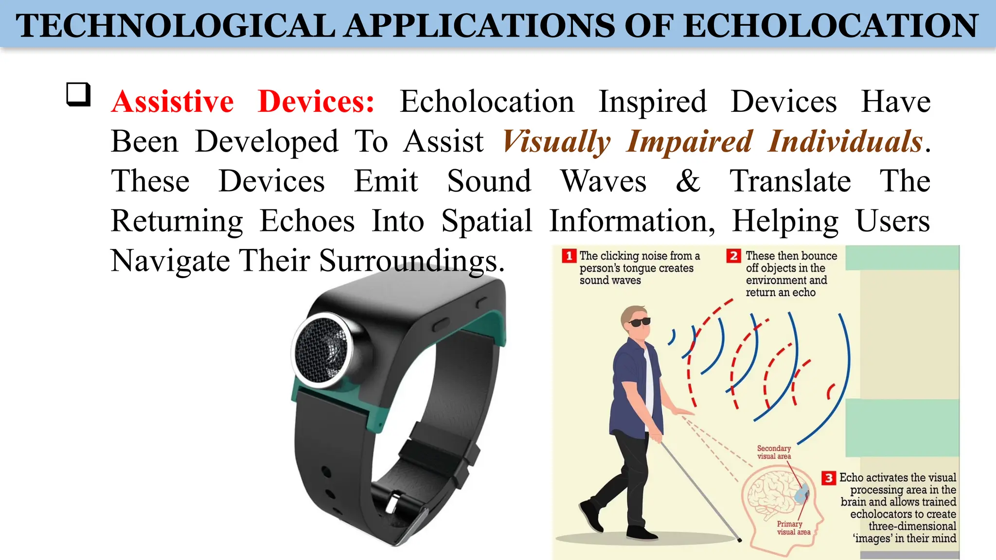 TECHNOLOGICAL APPLICATIONS OF ECHOLOCATION
 Assistive Devices: Echolocation Inspired Devices Have
Been Developed To Assist Visually Impaired Individuals.
These Devices Emit Sound Waves & Translate The
Returning Echoes Into Spatial Information, Helping Users
Navigate Their Surroundings.
 