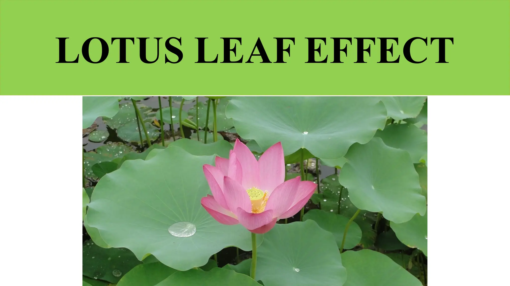 LOTUS LEAF EFFECT
 