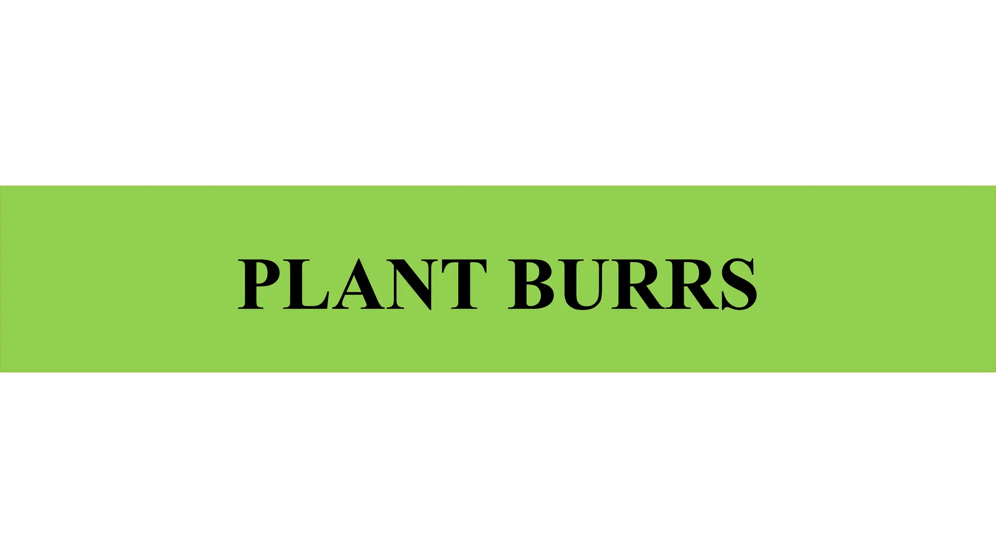 PLANT BURRS
 