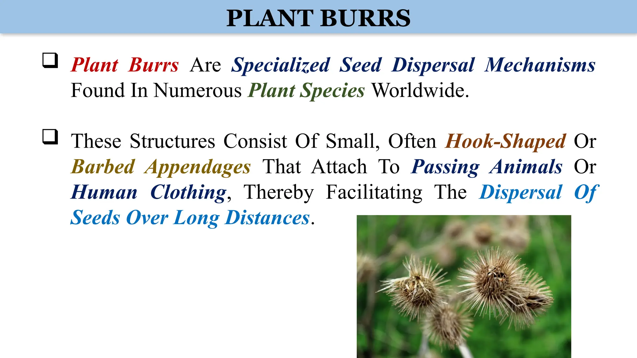 PLANT BURRS
 Plant Burrs Are Specialized Seed Dispersal Mechanisms
Found In Numerous Plant Species Worldwide.
 These Structures Consist Of Small, Often Hook-Shaped Or
Barbed Appendages That Attach To Passing Animals Or
Human Clothing, Thereby Facilitating The Dispersal Of
Seeds Over Long Distances.
 