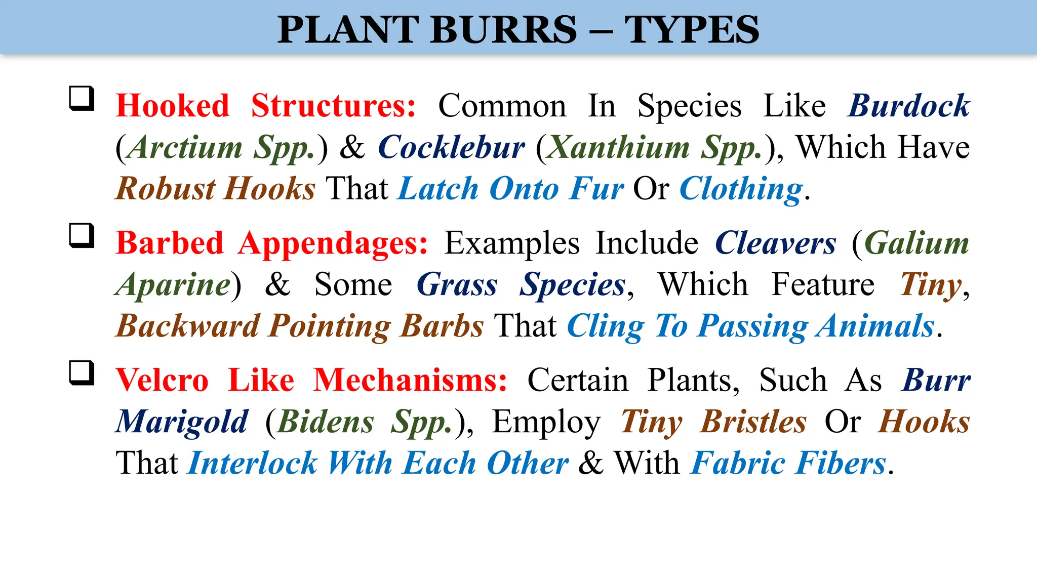 PLANT BURRS – TYPES
 Hooked Structures: Common In Species Like Burdock
(Arctium Spp.) & Cocklebur (Xanthium Spp.), Which Have
Robust Hooks That Latch Onto Fur Or Clothing.
 Barbed Appendages: Examples Include Cleavers (Galium
Aparine) & Some Grass Species, Which Feature Tiny,
Backward Pointing Barbs That Cling To Passing Animals.
 Velcro Like Mechanisms: Certain Plants, Such As Burr
Marigold (Bidens Spp.), Employ Tiny Bristles Or Hooks
That Interlock With Each Other & With Fabric Fibers.
 