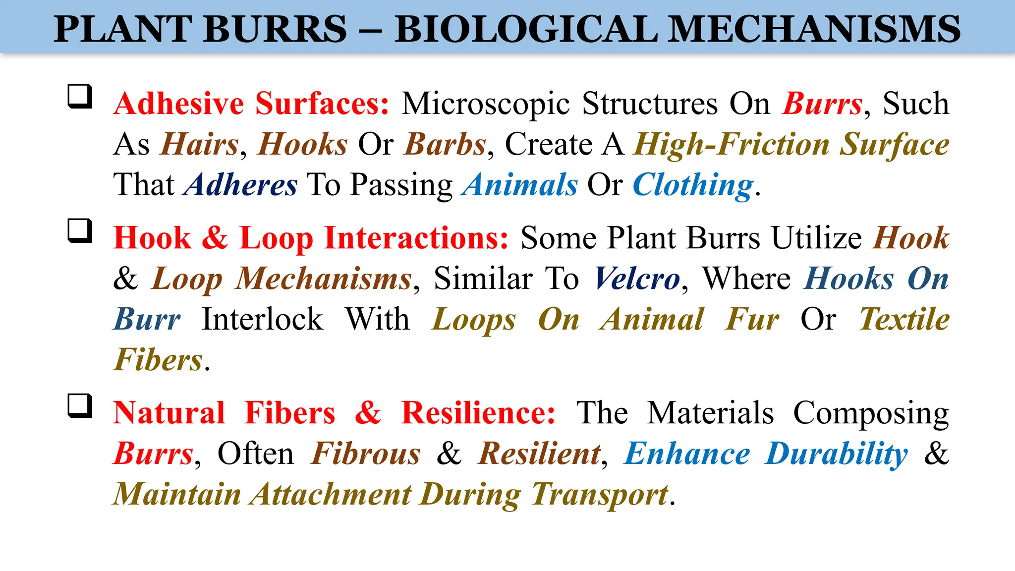 PLANT BURRS – BIOLOGICAL MECHANISMS
 Adhesive Surfaces: Microscopic Structures On Burrs, Such
As Hairs, Hooks Or Barbs, Create A High-Friction Surface
That Adheres To Passing Animals Or Clothing.
 Hook & Loop Interactions: Some Plant Burrs Utilize Hook
& Loop Mechanisms, Similar To Velcro, Where Hooks On
Burr Interlock With Loops On Animal Fur Or Textile
Fibers.
 Natural Fibers & Resilience: The Materials Composing
Burrs, Often Fibrous & Resilient, Enhance Durability &
Maintain Attachment During Transport.
 