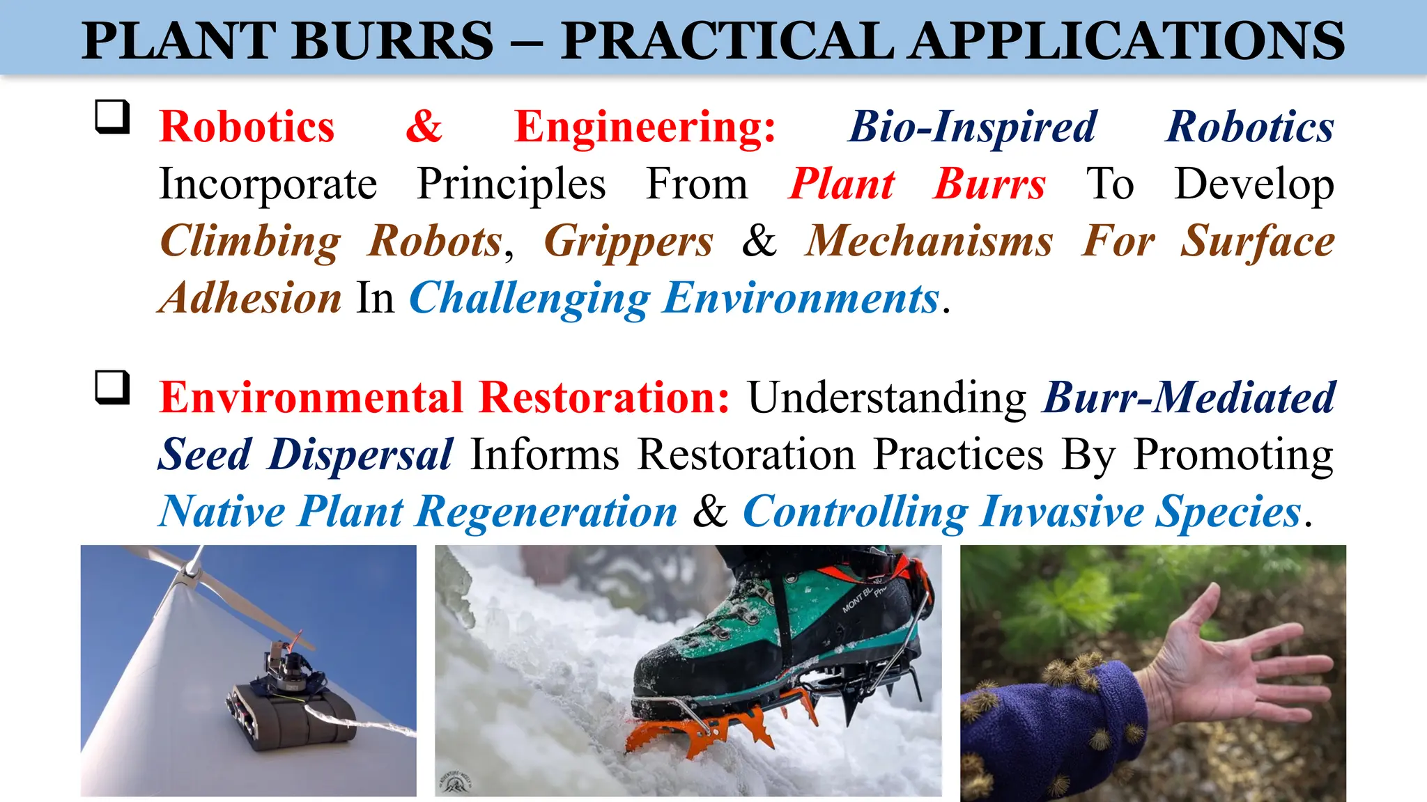 PLANT BURRS – PRACTICAL APPLICATIONS
 Robotics & Engineering: Bio-Inspired Robotics
Incorporate Principles From Plant Burrs To Develop
Climbing Robots, Grippers & Mechanisms For Surface
Adhesion In Challenging Environments.
 Environmental Restoration: Understanding Burr-Mediated
Seed Dispersal Informs Restoration Practices By Promoting
Native Plant Regeneration & Controlling Invasive Species.
 