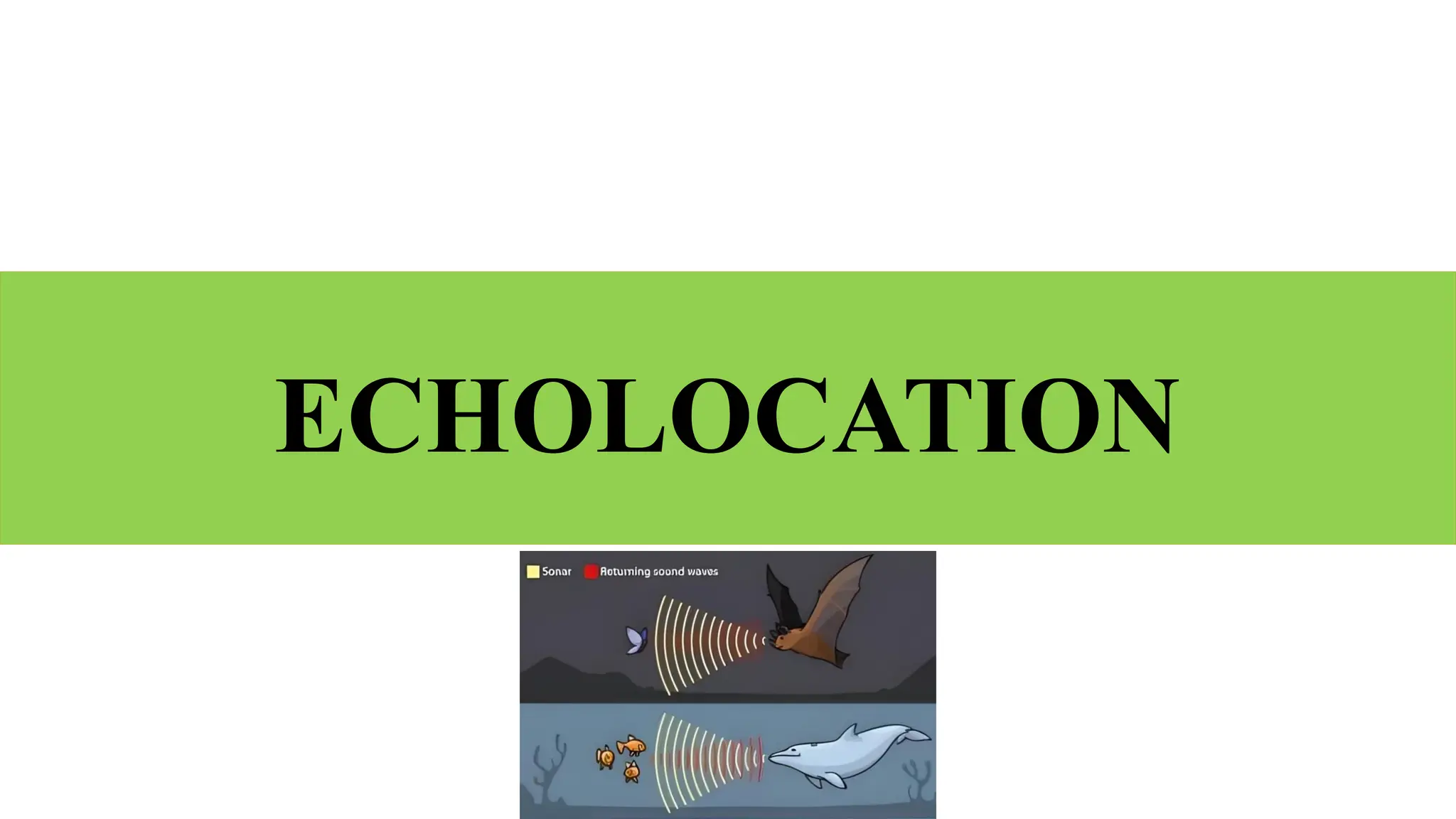 ECHOLOCATION
 
