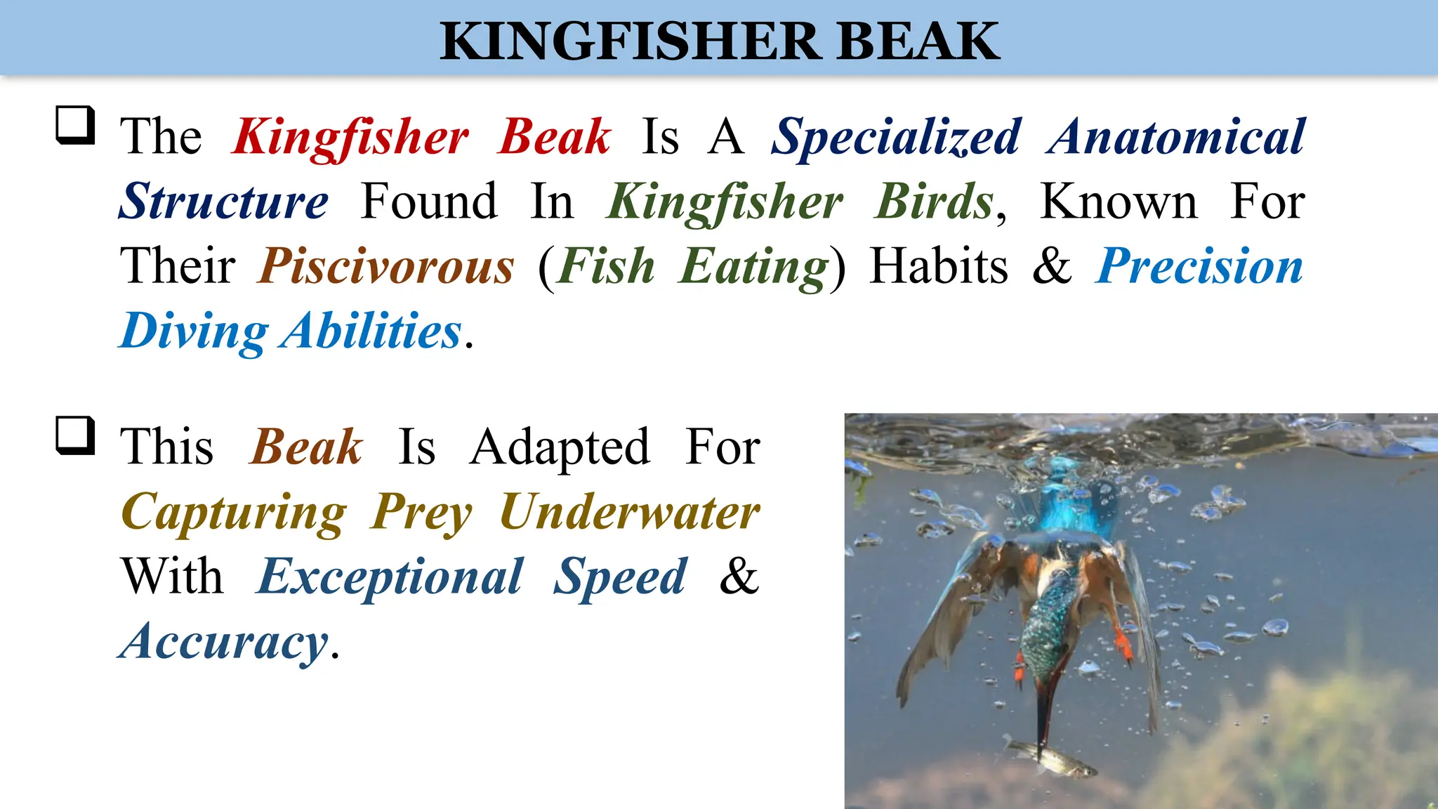 KINGFISHER BEAK
 The Kingfisher Beak Is A Specialized Anatomical
Structure Found In Kingfisher Birds, Known For
Their Piscivorous (Fish Eating) Habits & Precision
Diving Abilities.
 This Beak Is Adapted For
Capturing Prey Underwater
With Exceptional Speed &
Accuracy.
 