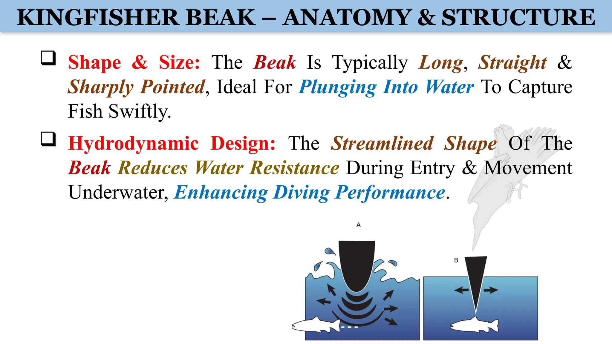 KINGFISHER BEAK – ANATOMY & STRUCTURE
 Shape & Size: The Beak Is Typically Long, Straight &
Sharply Pointed, Ideal For Plunging Into Water To Capture
Fish Swiftly.
 Hydrodynamic Design: The Streamlined Shape Of The
Beak Reduces Water Resistance During Entry & Movement
Underwater, Enhancing Diving Performance.
 