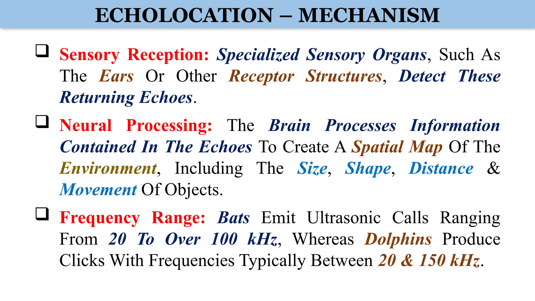 ECHOLOCATION – MECHANISM
 Sensory Reception: Specialized Sensory Organs, Such As
The Ears Or Other Receptor Structures, Detect These
Returning Echoes.
 Neural Processing: The Brain Processes Information
Contained In The Echoes To Create A Spatial Map Of The
Environment, Including The Size, Shape, Distance &
Movement Of Objects.
 Frequency Range: Bats Emit Ultrasonic Calls Ranging
From 20 To Over 100 kHz, Whereas Dolphins Produce
Clicks With Frequencies Typically Between 20 & 150 kHz.
 