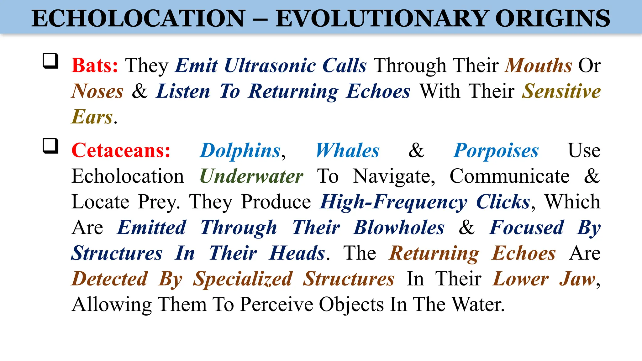 ECHOLOCATION – EVOLUTIONARY ORIGINS
 Bats: They Emit Ultrasonic Calls Through Their Mouths Or
Noses & Listen To Returning Echoes With Their Sensitive
Ears.
 Cetaceans: Dolphins, Whales & Porpoises Use
Echolocation Underwater To Navigate, Communicate &
Locate Prey. They Produce High-Frequency Clicks, Which
Are Emitted Through Their Blowholes & Focused By
Structures In Their Heads. The Returning Echoes Are
Detected By Specialized Structures In Their Lower Jaw,
Allowing Them To Perceive Objects In The Water.
 
