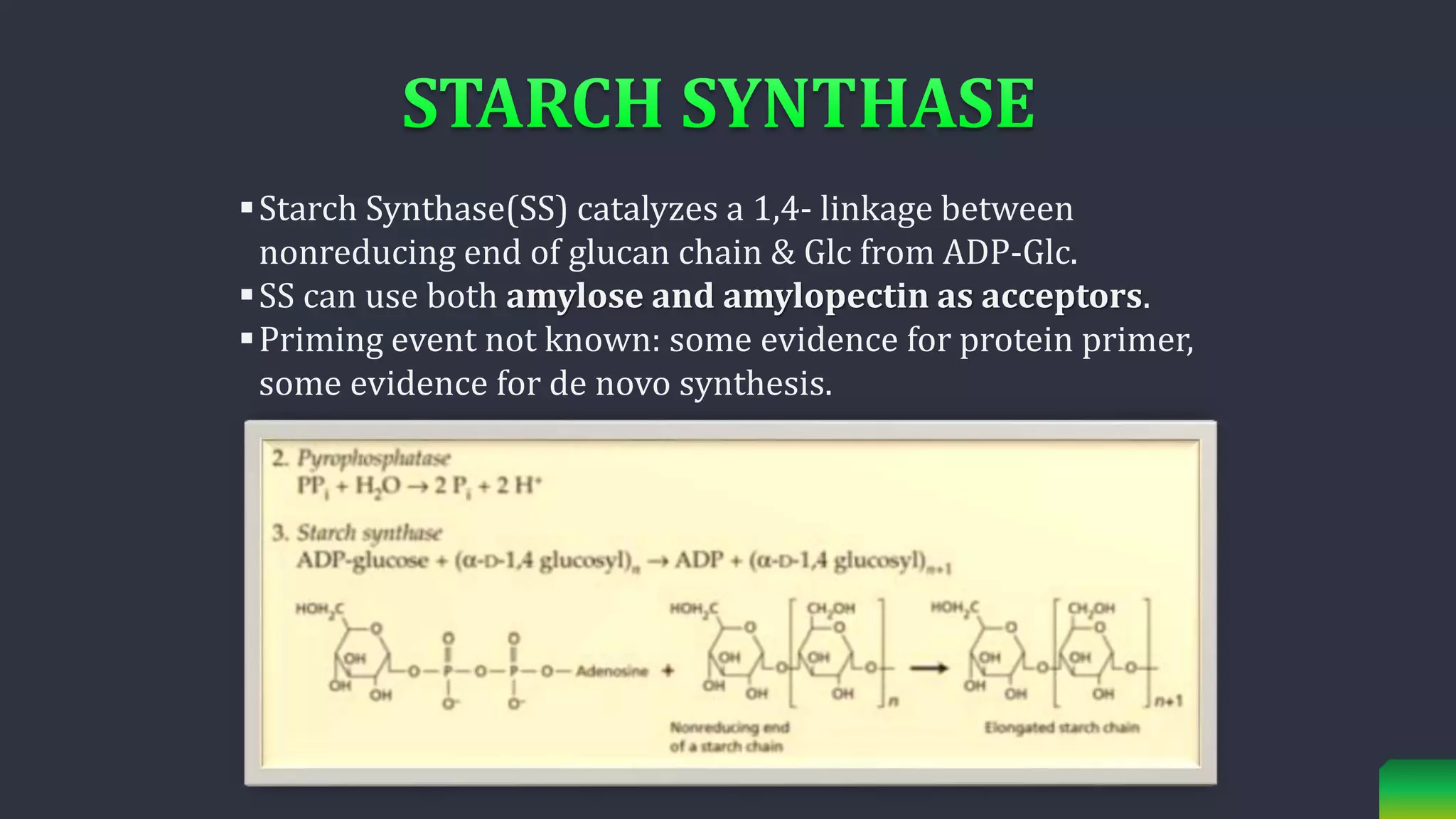 Starch Synthase(SS) catalyzes a 1,4- linkage between
nonreducing end of glucan chain & Glc from ADP-Glc.
SS can use both amylose and amylopectin as acceptors.
Priming event not known: some evidence for protein primer,
some evidence for de novo synthesis.
 