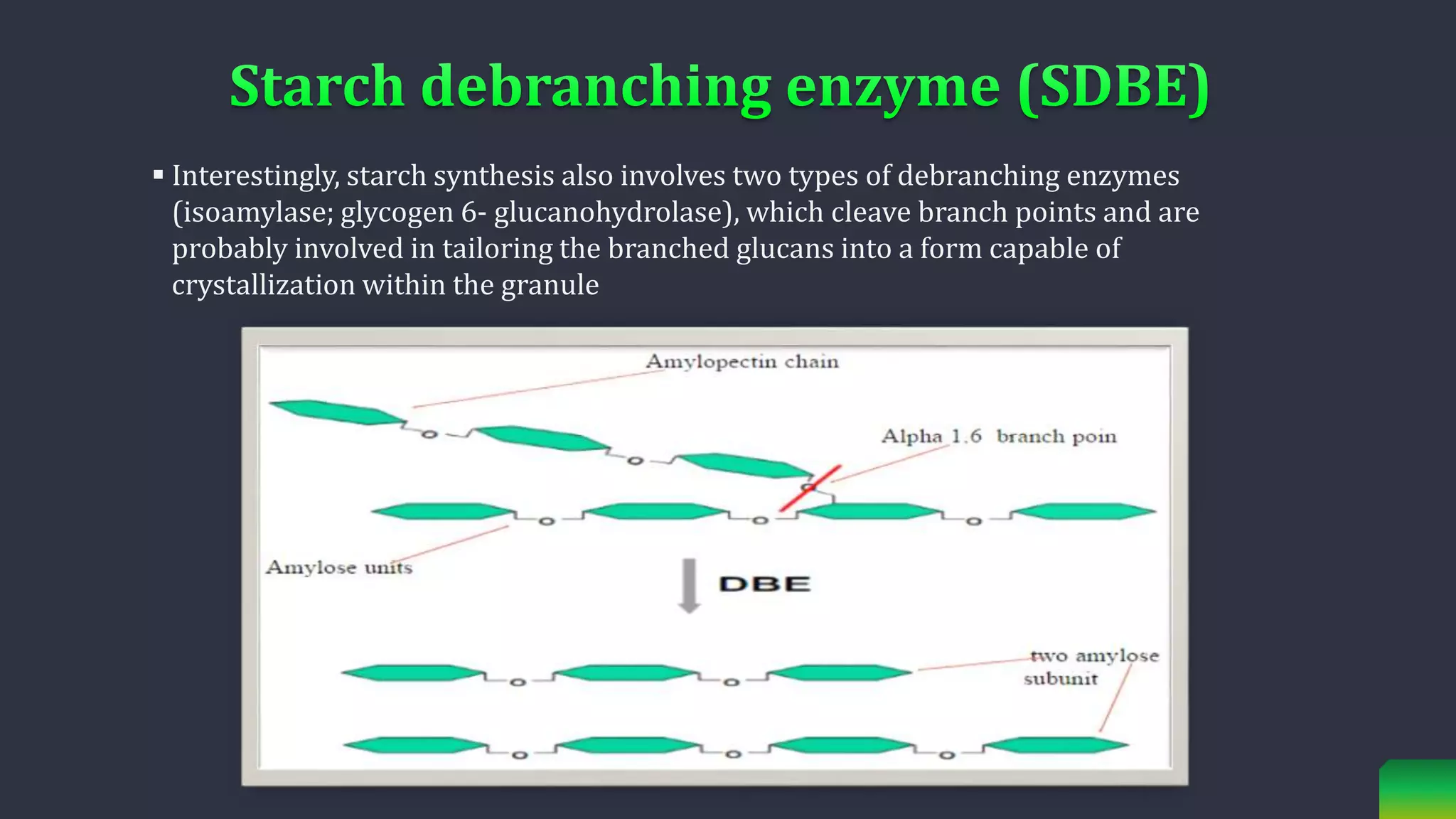  Interestingly, starch synthesis also involves two types of debranching enzymes
(isoamylase; glycogen 6- glucanohydrolase), which cleave branch points and are
probably involved in tailoring the branched glucans into a form capable of
crystallization within the granule
 